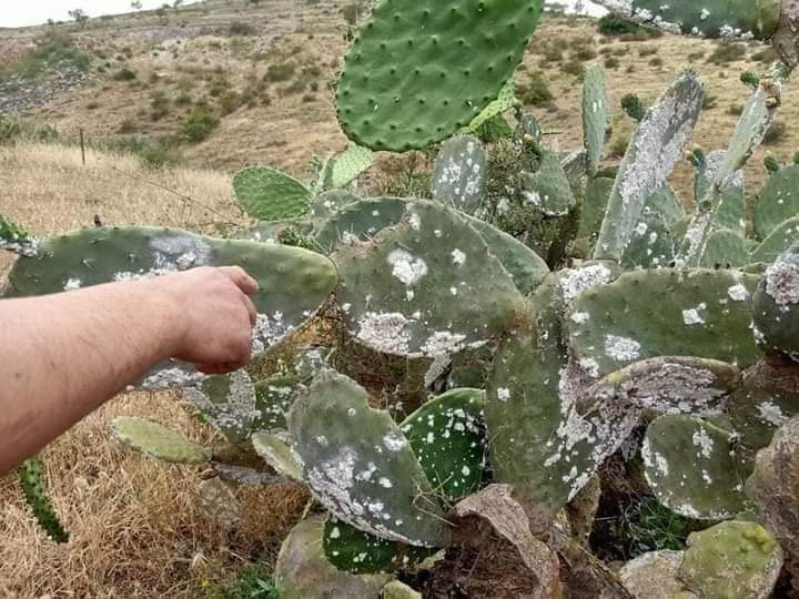 الحشرة القرمزية تجتاح بعض قرى نواحي تازة
