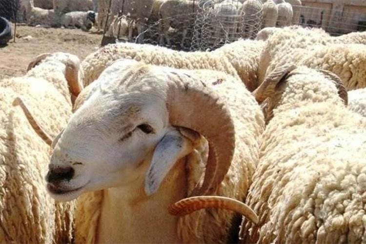 وزير الفلاحة: العرض المتوفر من الأضاحي يصل إلى حوالي 8 ملايين رأس