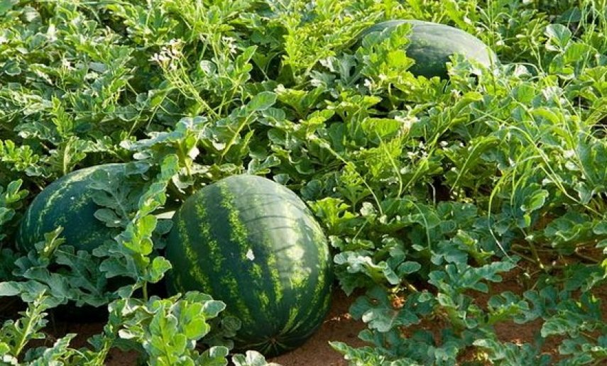 مطالب بحماية الموارد الطبيعية المائية بالمغرب وتوقيف زراعة وتصدير الأفوكادو والبطيخ