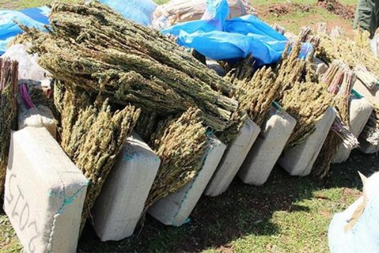 فرقة مكافة المخدرات بتازة توقف بغلين يحملان 160 كلغ من مادة الكيف