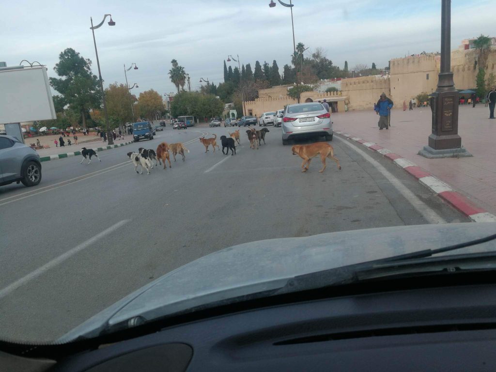 الكلاب الضالة تغزو شوارع مدينة صفرو