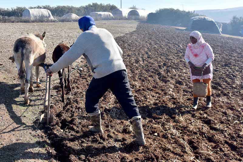 التساقطات المطرية تنعش آمال المزارعين بجهة فاس مكناس في إنقاذ الموسم الفلاحي الحالي
