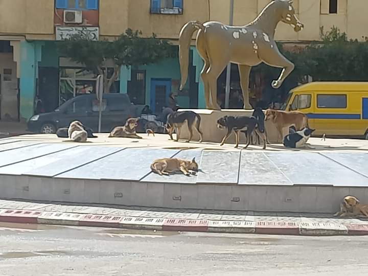 الكلاب الضالة تغزو مركز جماعة تيسة