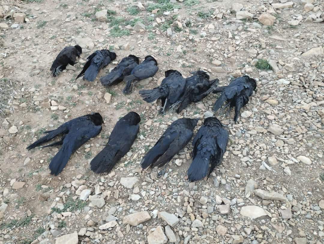 نفوق أسراب طيور يستنفر نشطاء البيئة وسلطات بولمان