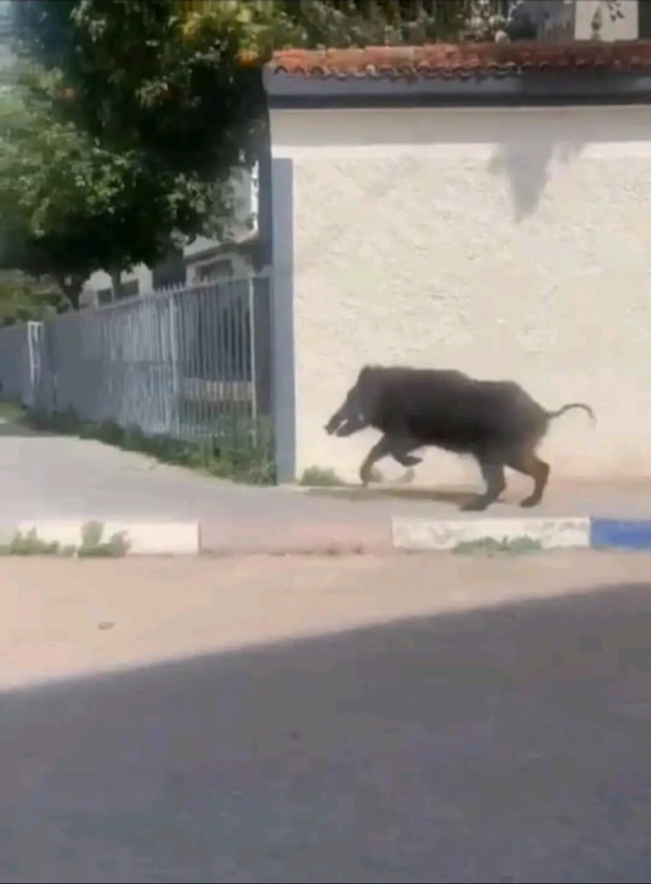 بعد الكلاب الضالة الخنزير البري يغزو شوارع فاس