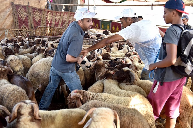 تخصيص 900 ألف رأس ماشية للذبح بجهة فاس مكناس خلال عيد الأضحى
