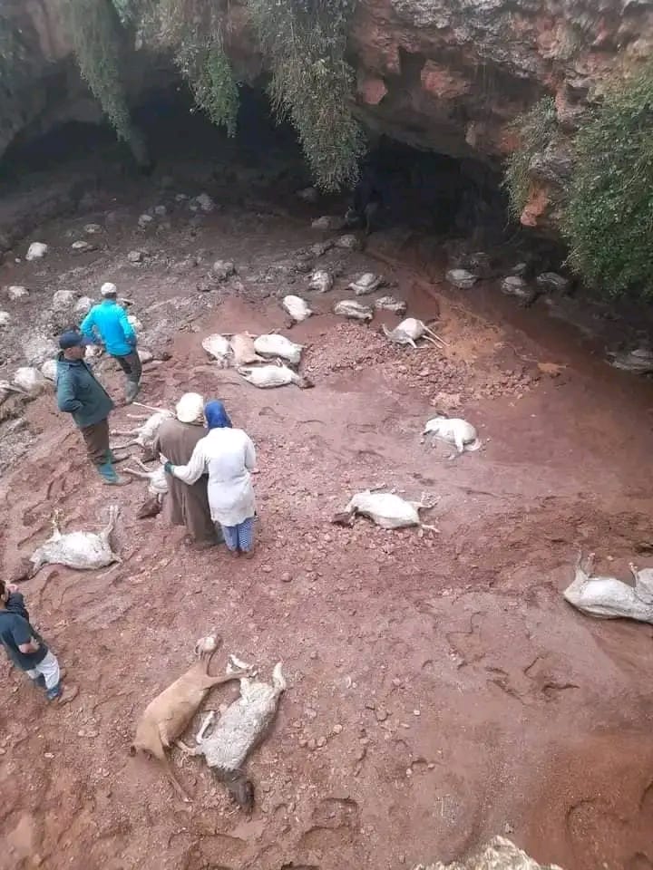 السيول تتسبب في نفوق قطيع ماشية بمنطقة هرممو