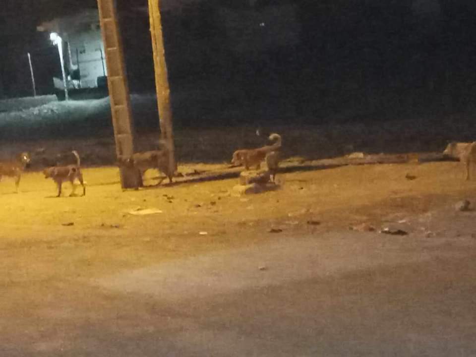 مطرح للنفايات يجلب قطعان الكلاب الضالة لساكنة حي الملحة