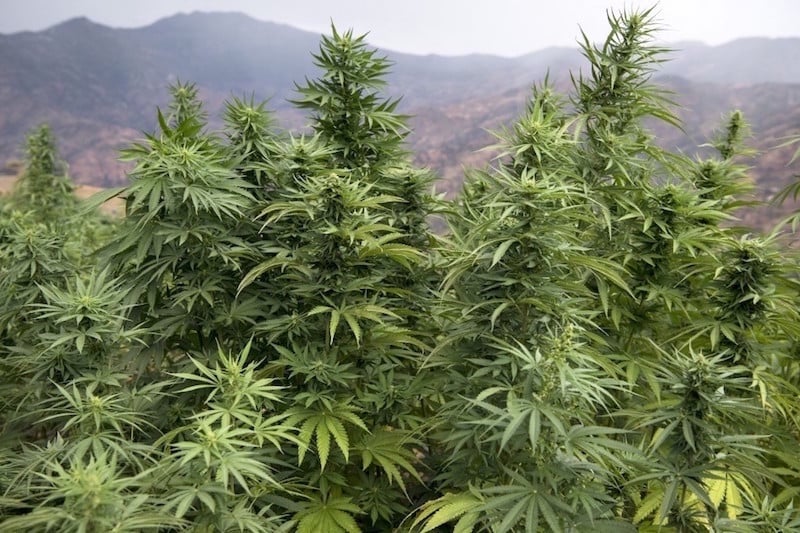 الشروع في تسويق المكملات الغذائية والمنتجات التجميلية المستخلصة من القنب الهندي بالصيدليات