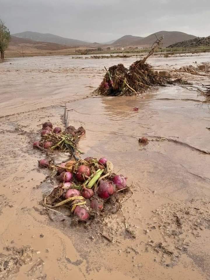 السيول تكبد مزارعي البصل والبطاطس بكيكو خسائر فادحة