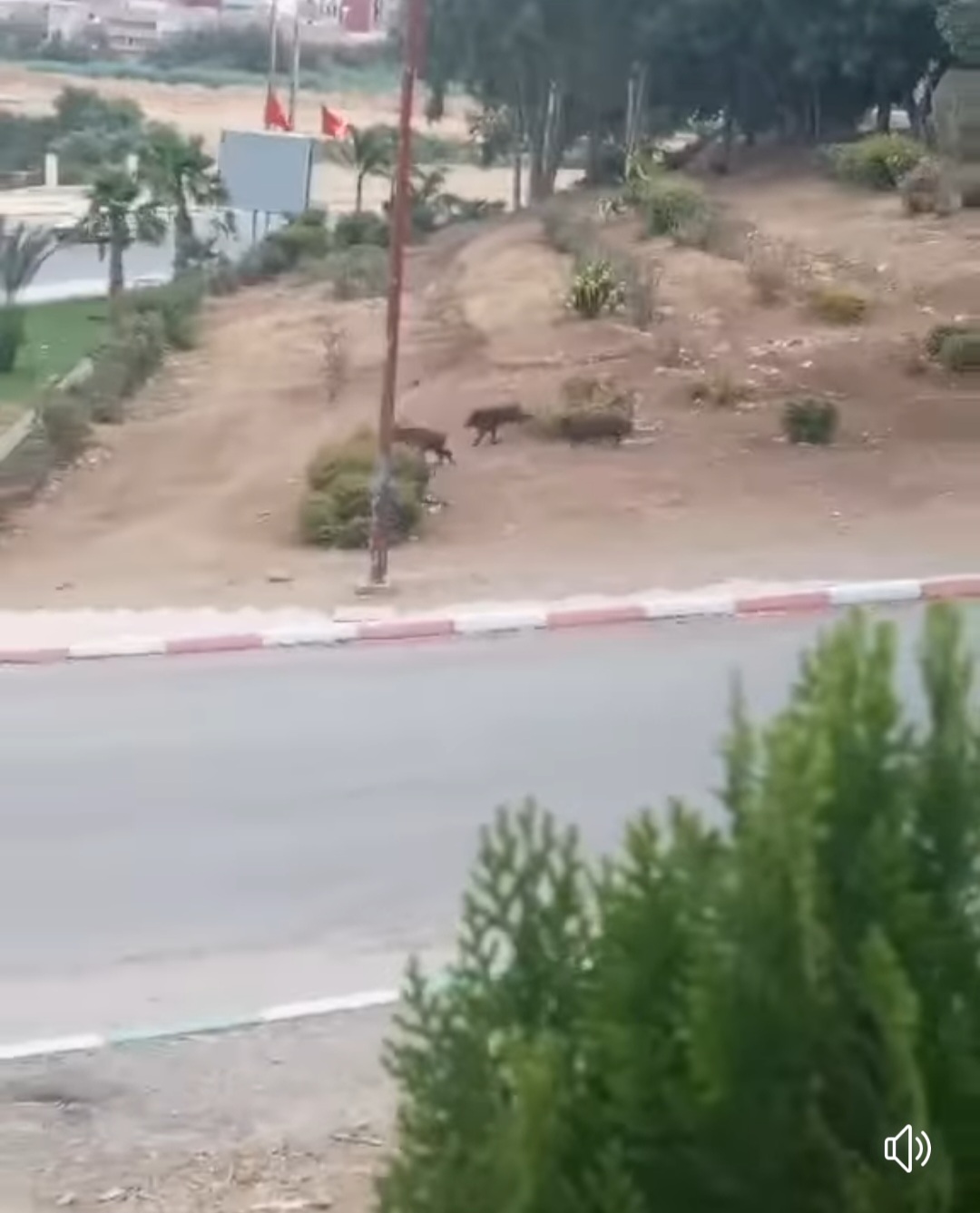 قطعان الخنزير البري تعود لاحتلال شوارع تازة