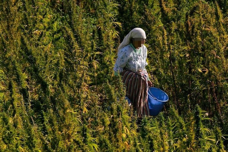 منتدى كفاءات تاونات يشيد بالعفو الملكي عن مزارعي الكيف ويتمنى ويطالب بالعناية بالإقليم