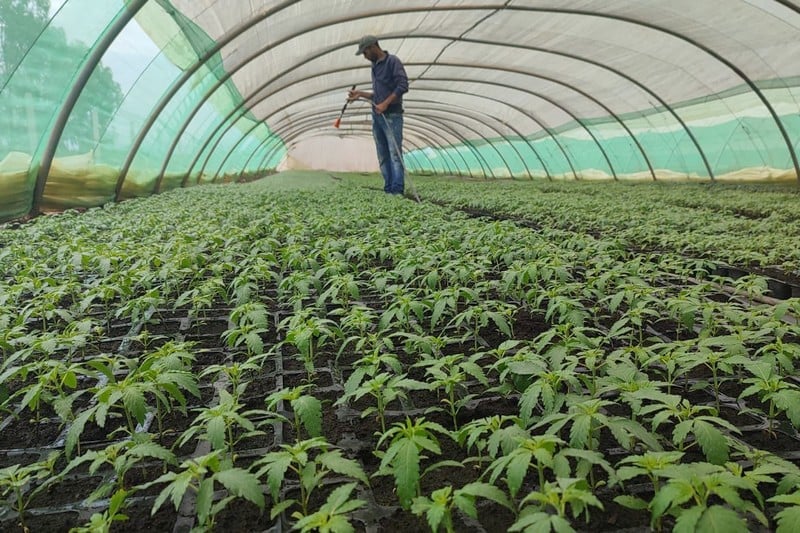 العفو الملكي يدخل الفرحة والسرور على عائلات  الأشخاص المدانين في قضايا متعلقة بزراعة القنب الهندي بإقليم تاونات