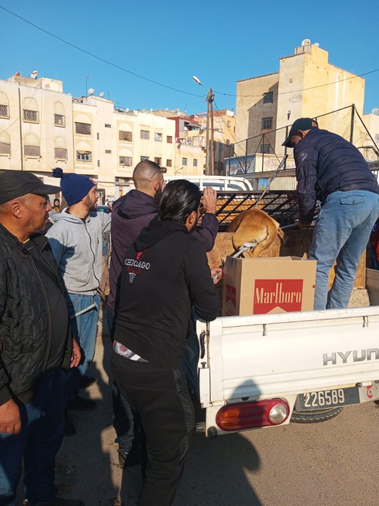 سلطات فاس تشن حملة ضد الكلاب الضالة