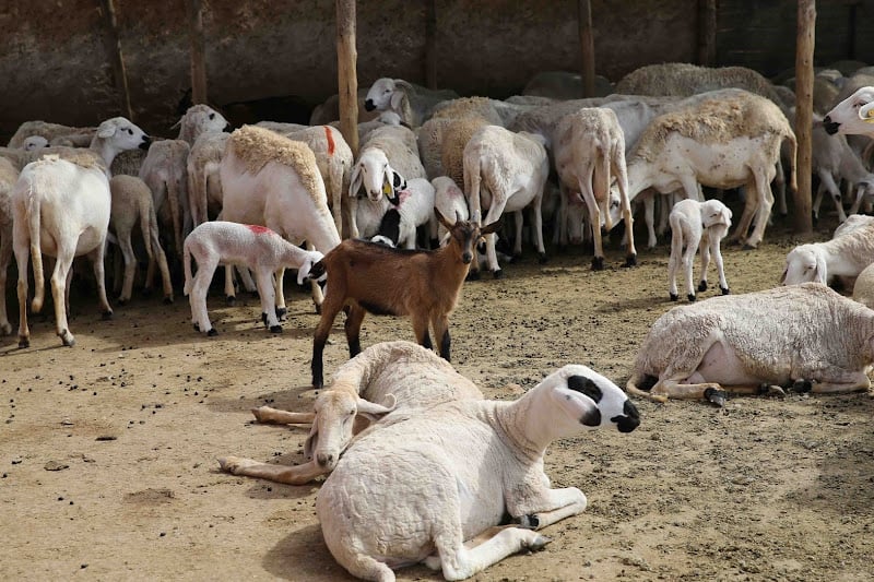 مذكرة تمنع ذبح  “النعاج” بهدف حماية الثروة الحيوانية