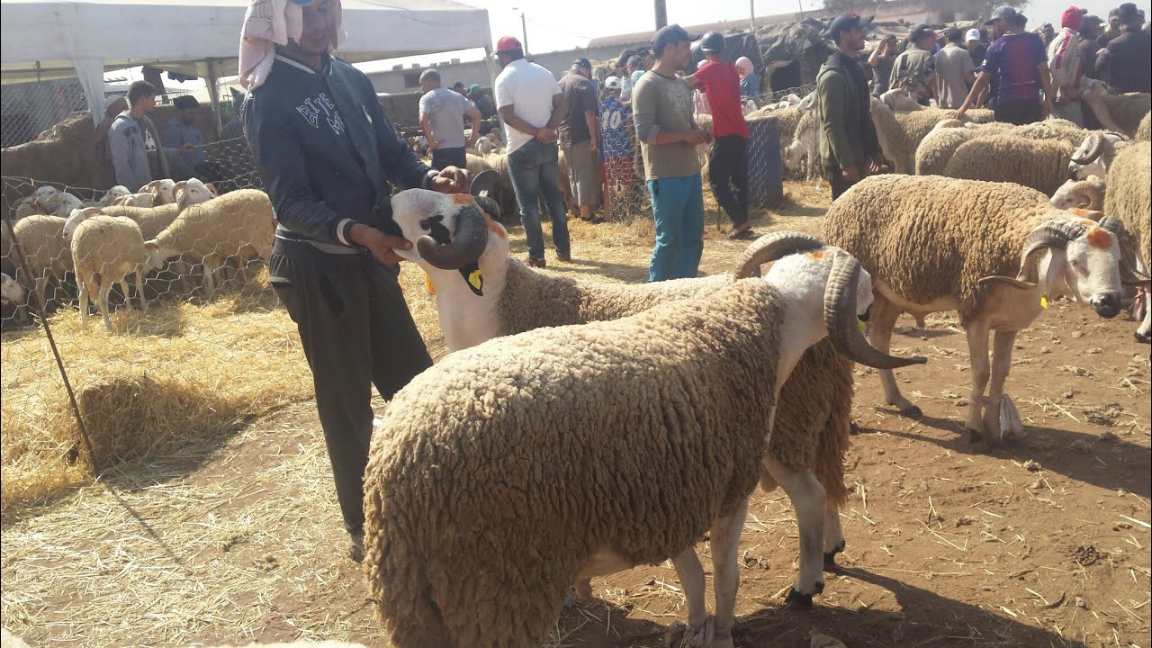 السلطات تغلق رحبة واد أمليل الشهيرة